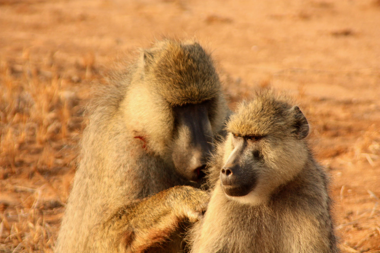 monkeys couple animal free photo