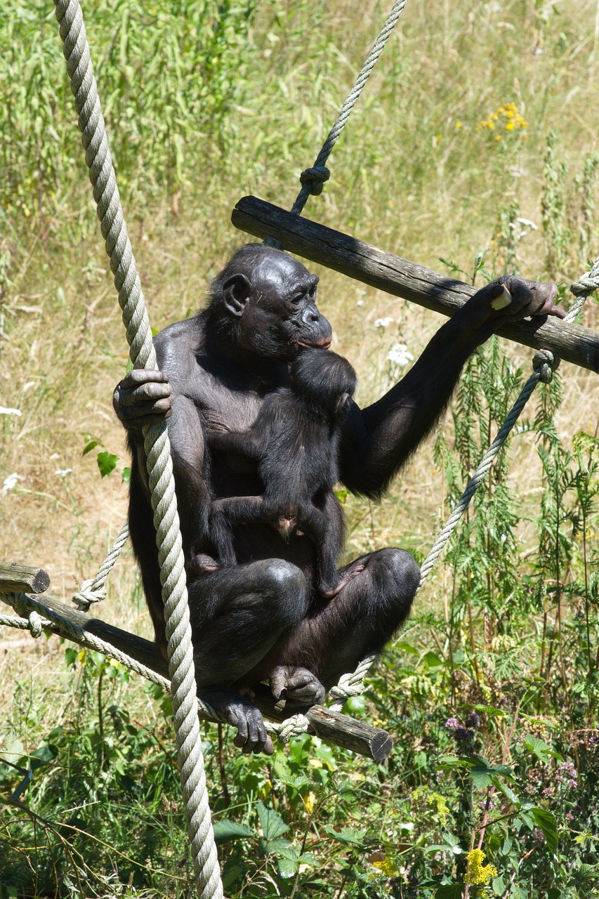monkeys  apenheul  chimpanzee free photo