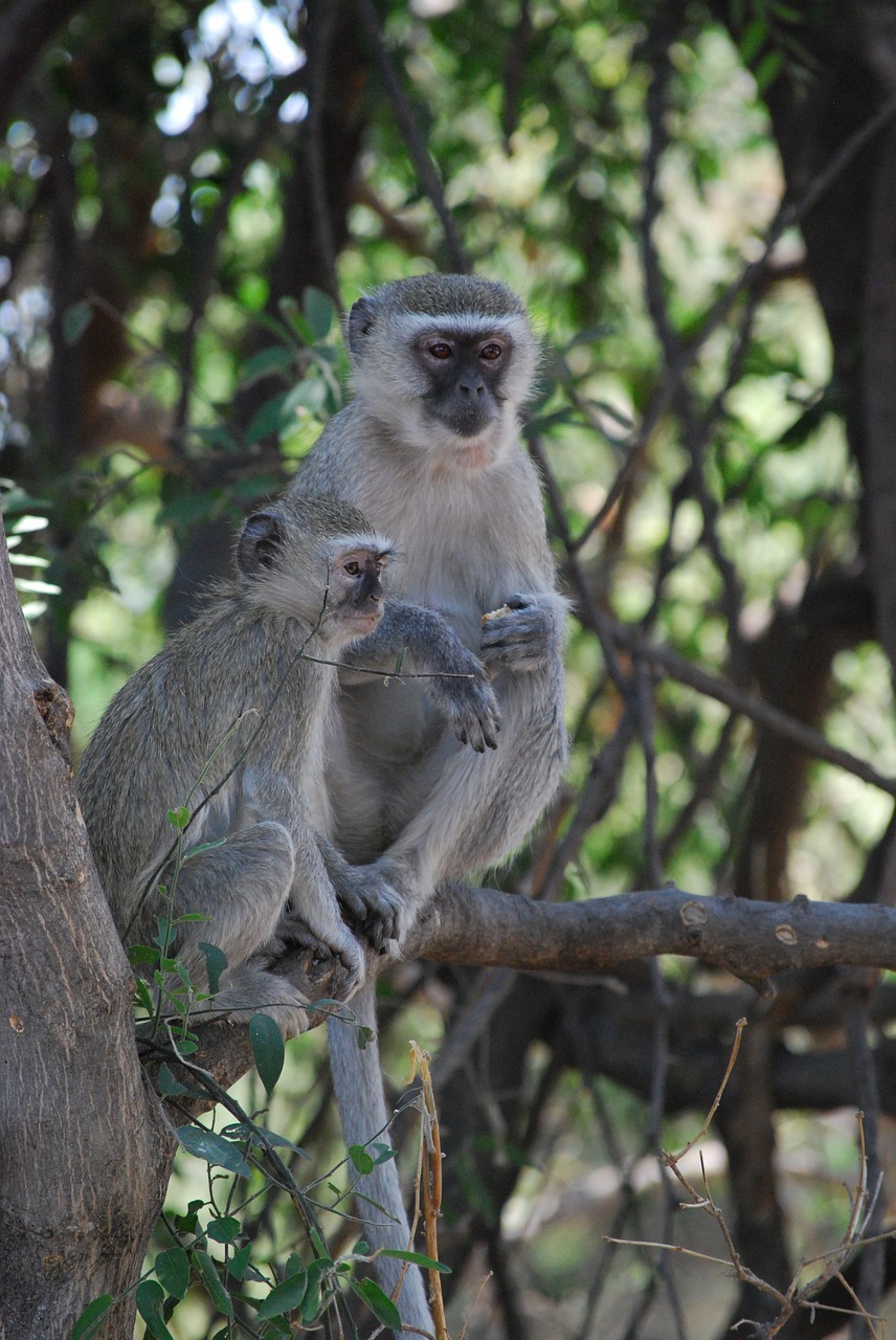 monkeys  africa  botswana free photo