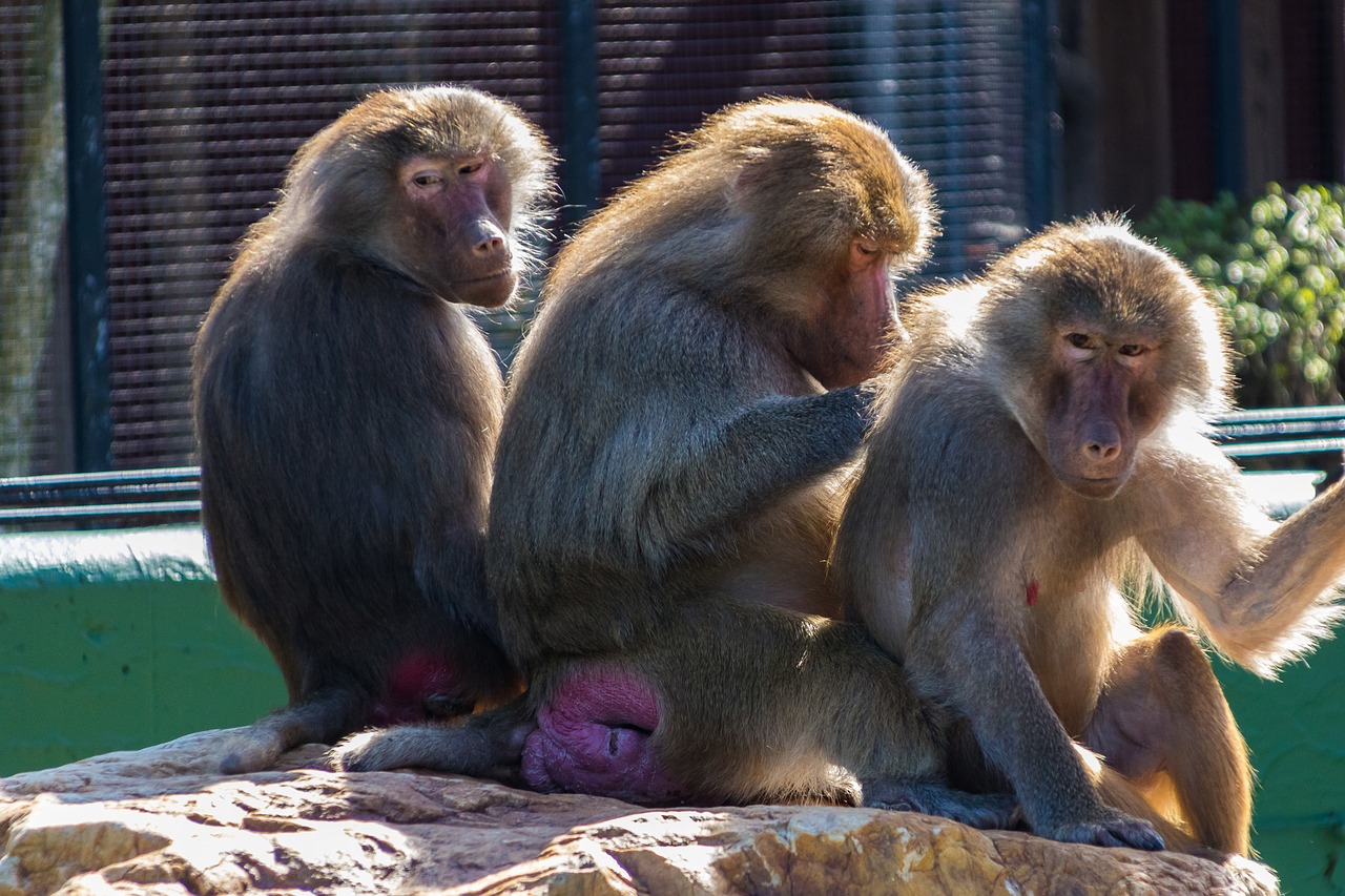 monkeys  sognering  zoo free photo