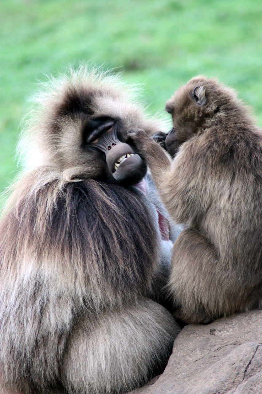 monkeys ape primate free photo