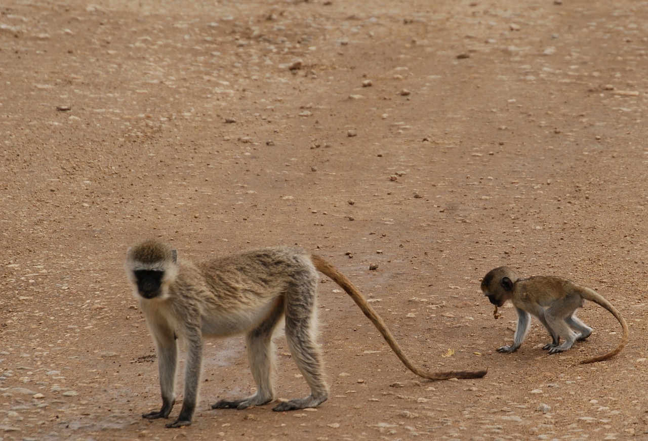 monkeys africa tanzania free photo