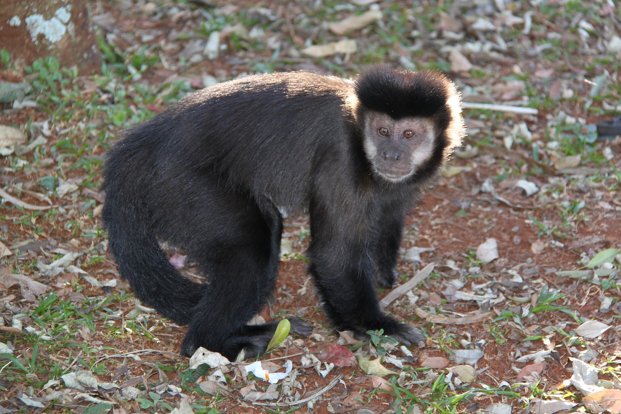 monkeys park nail free photo