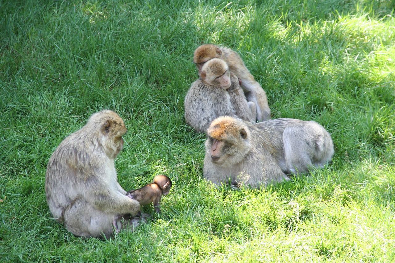 monkeys grass prairie free photo