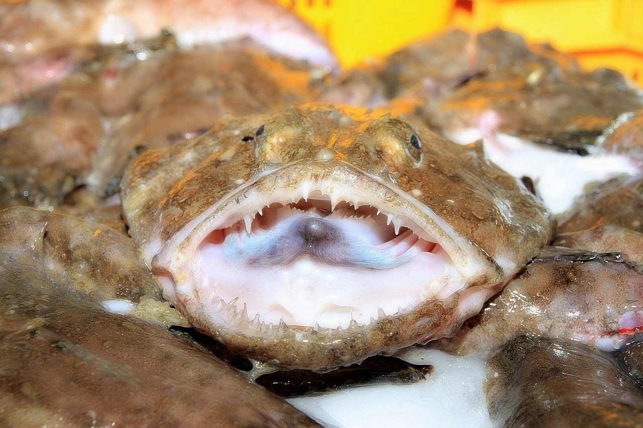 monkfish lotte fish free photo