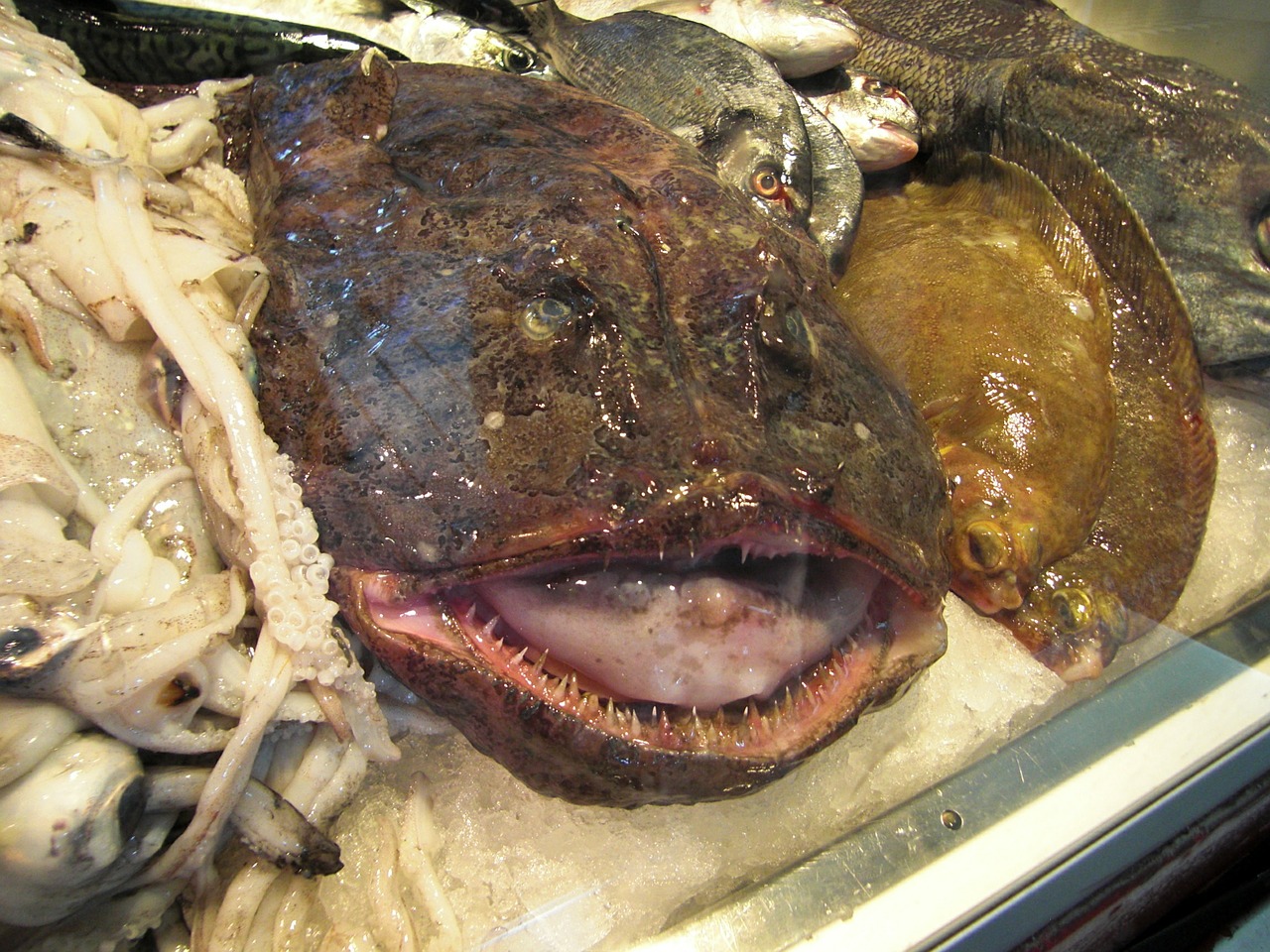 monkfish fish ugly free photo