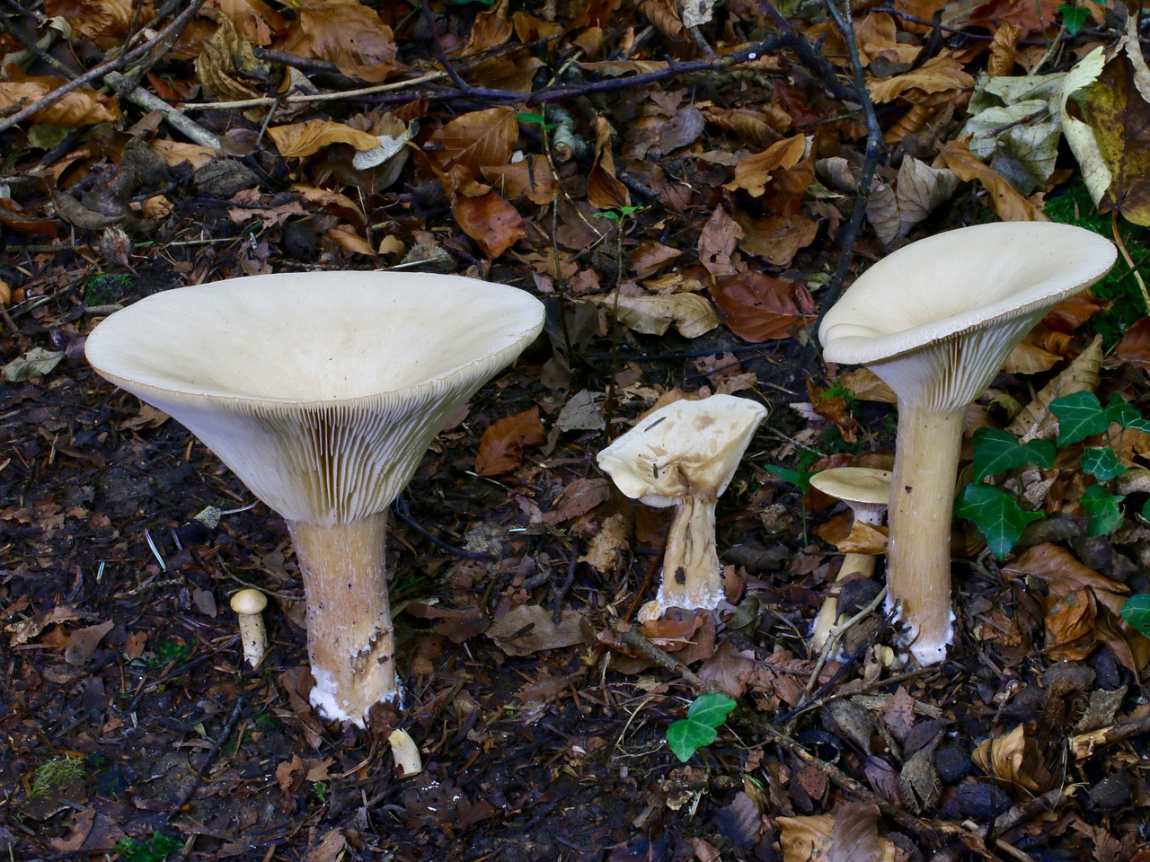 monk's cap mushroom autumn free photo
