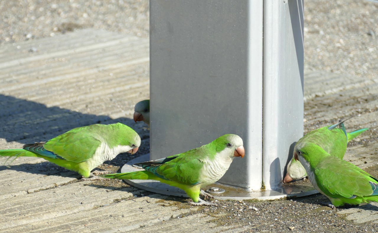 monniksparkiet  parakeet  myiopsitta monachus free photo