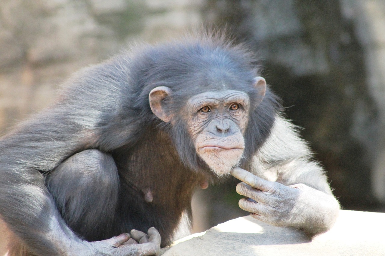 mono chimpanzee primate free photo