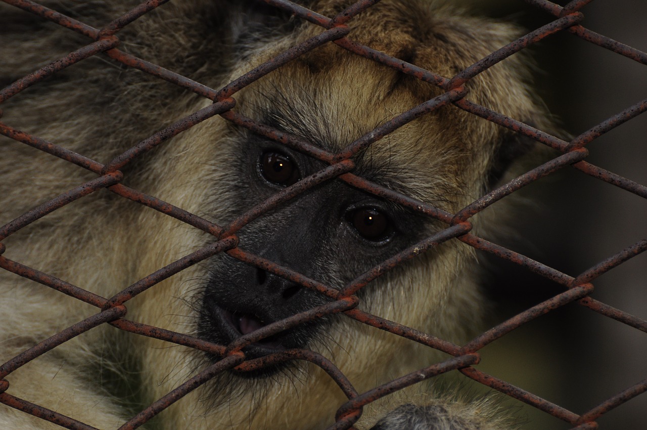 mono nature macaco free photo