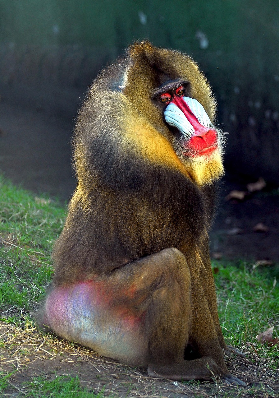 mono baboon fauna free photo
