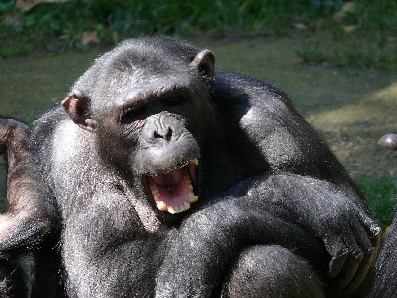 mono animal chimpanzee free photo
