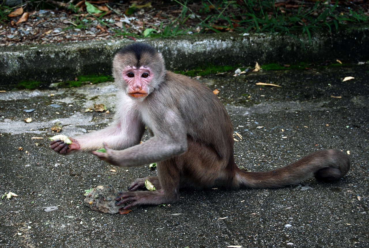 mono monkeys nature free photo