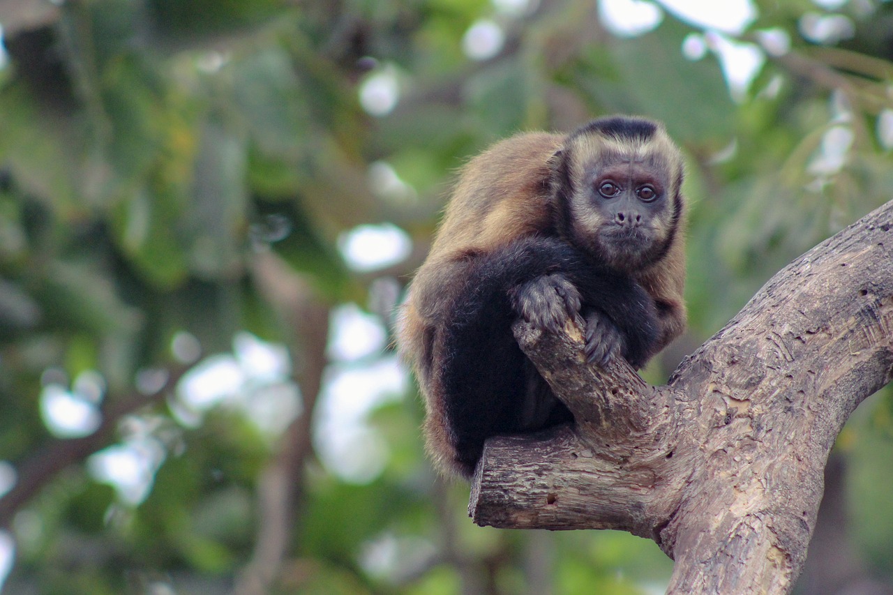 mono primates tree free photo