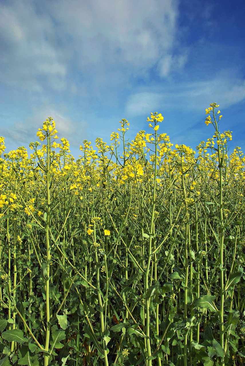 mono  rape  field free photo