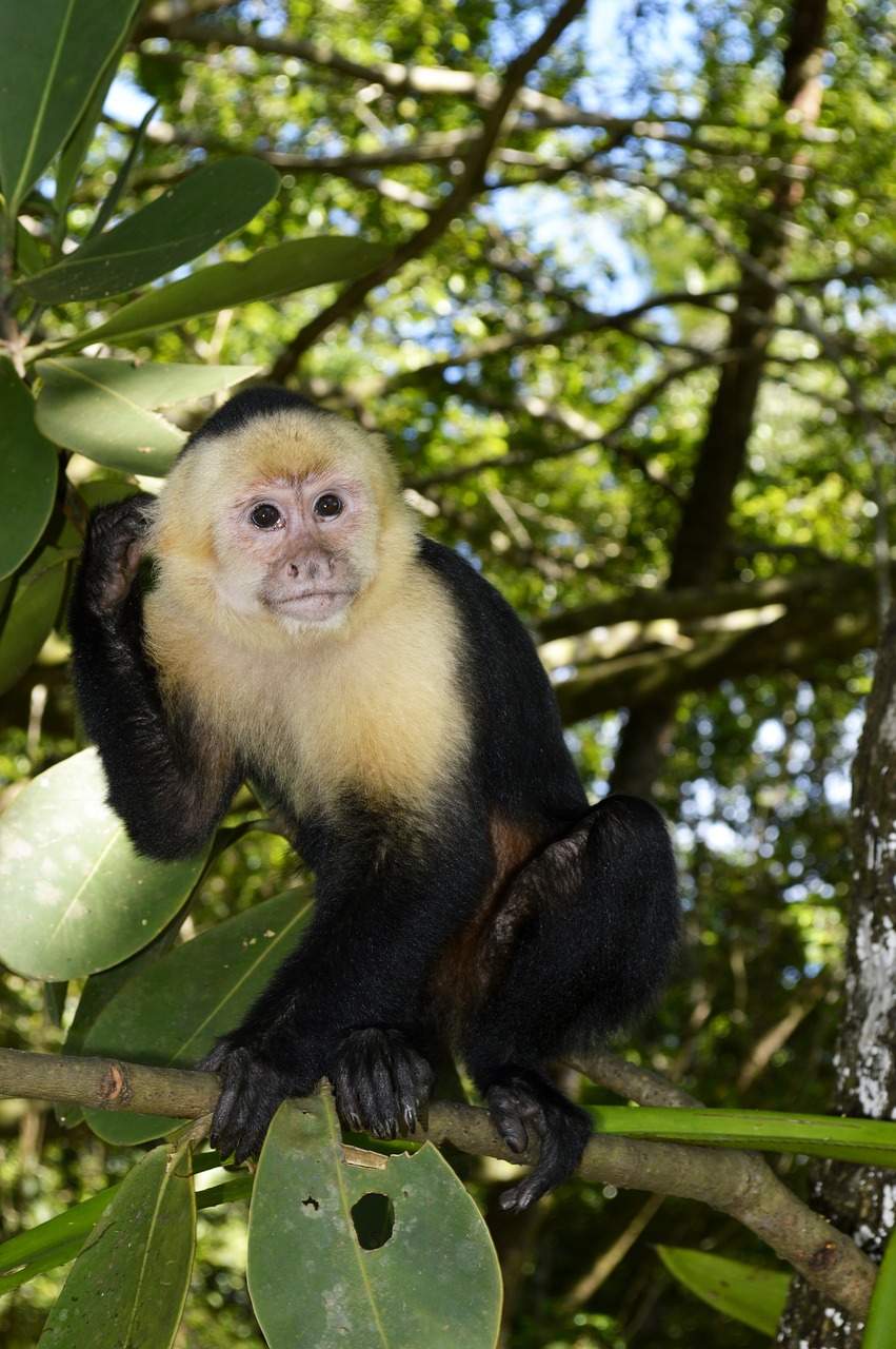 mono  monkey  animal free photo