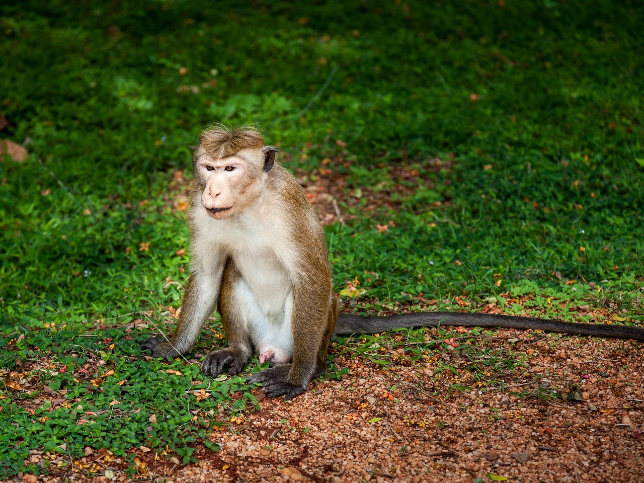 mono primate animal free photo