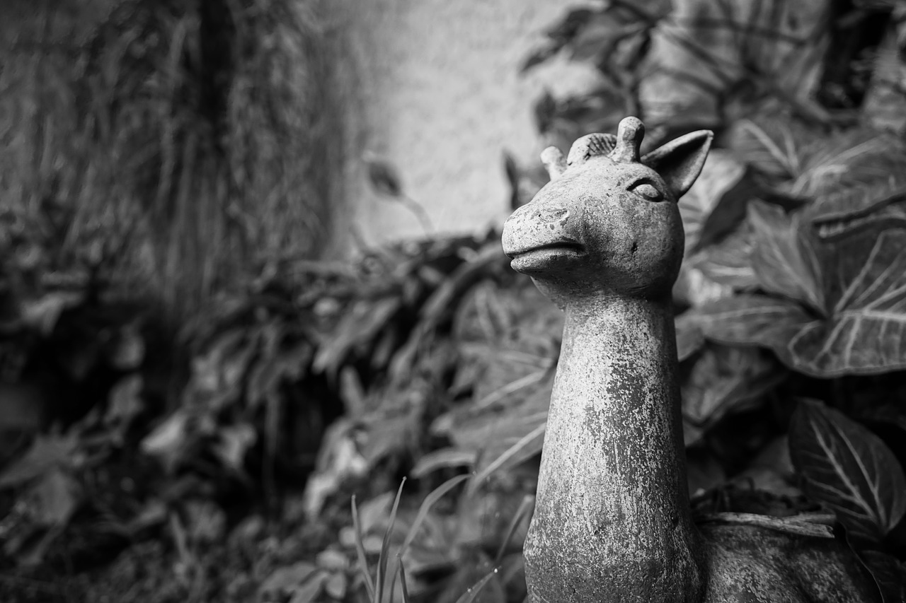 monochromatic  monochrome  garden free photo