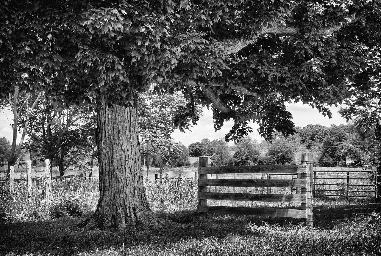 monochrome black and white landscape free photo