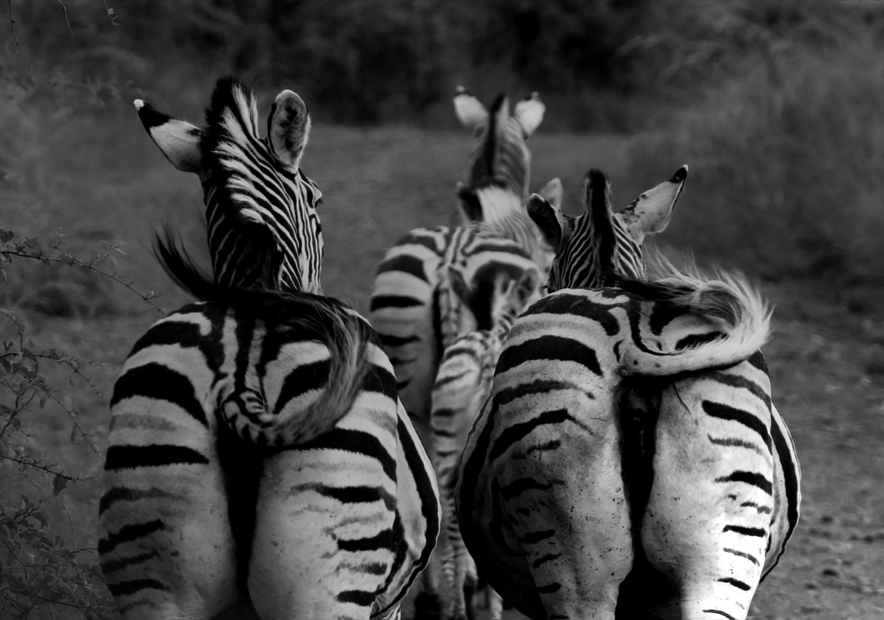 monochrome zebra zebra buttocks free photo