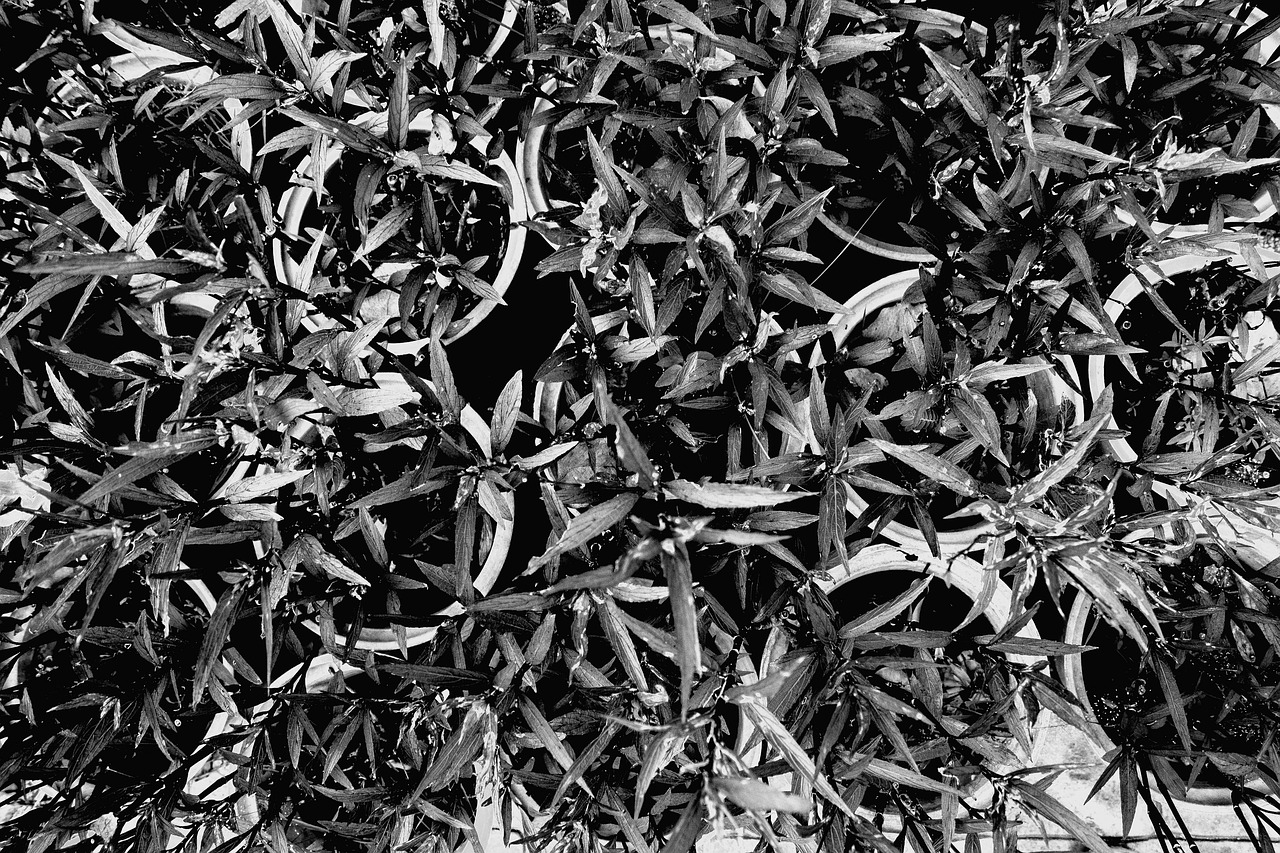 monochrome plant nature free photo