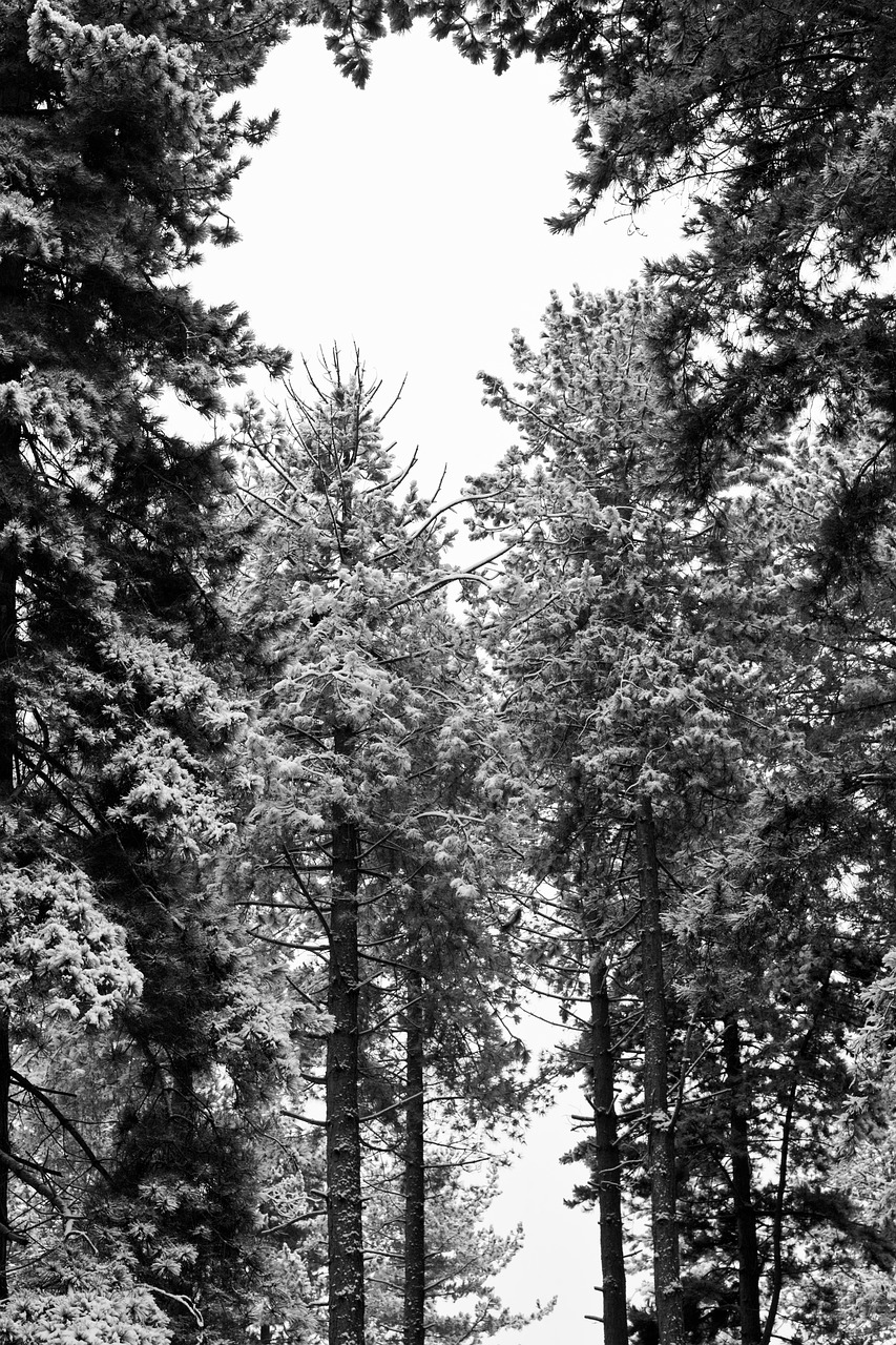 monochrome  woods  wood free photo