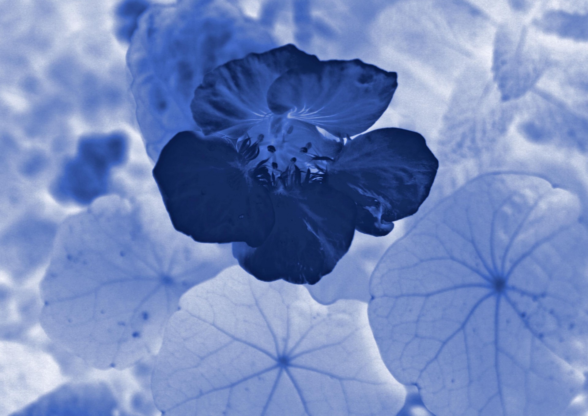 flower monochrome blue free photo