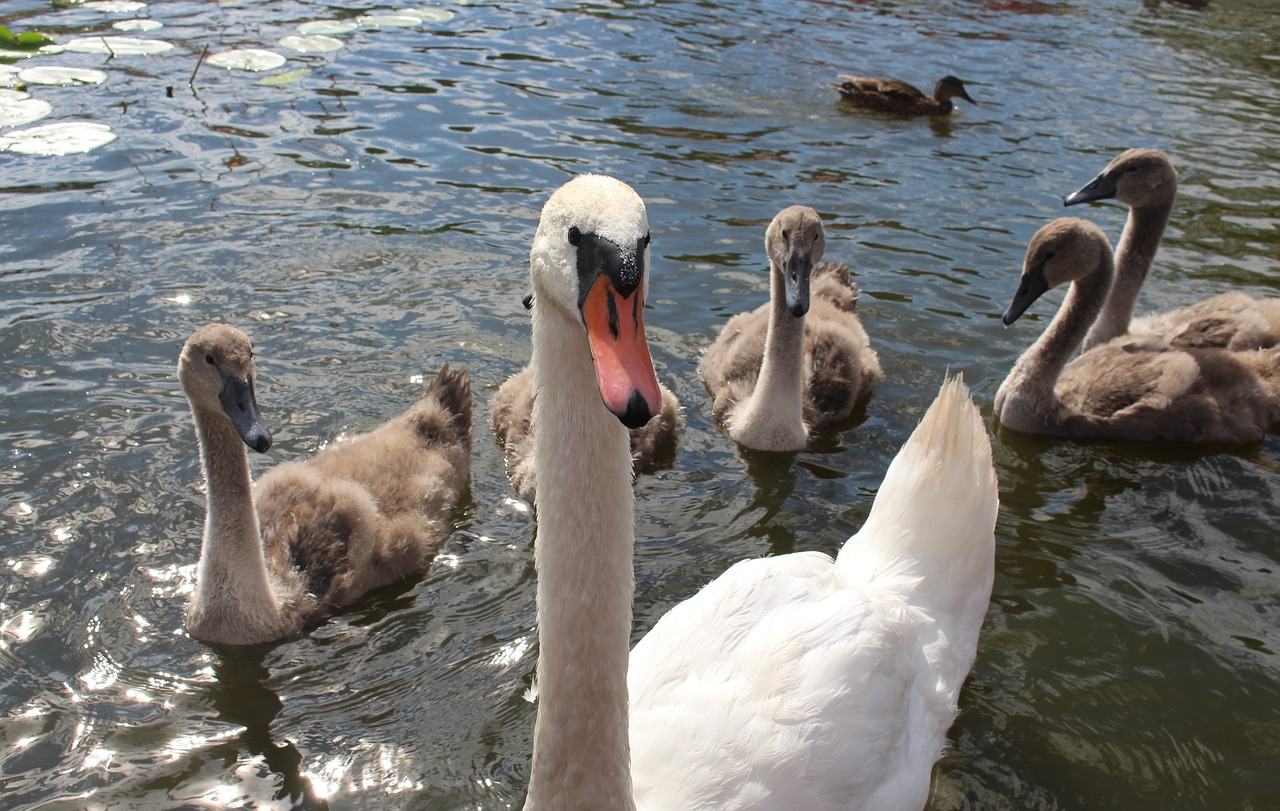 monolithic part of the waters birds nature free photo