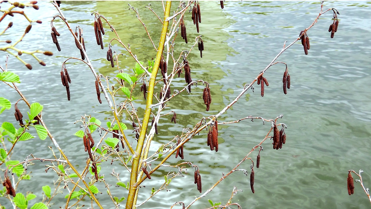 monolithic part of the waters nature plant free photo