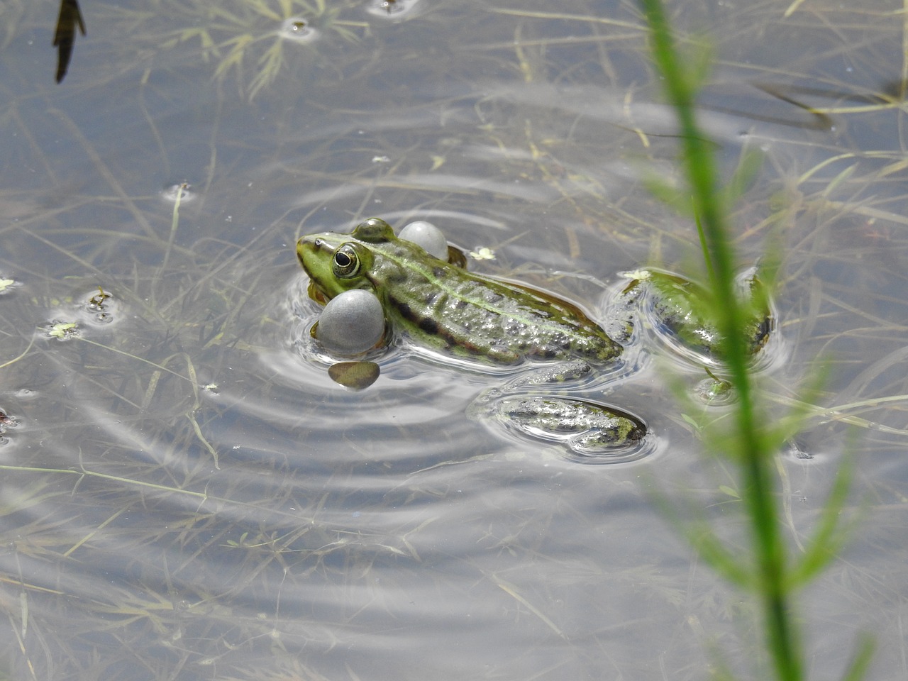 monolithic part of the waters  nature  animals free photo