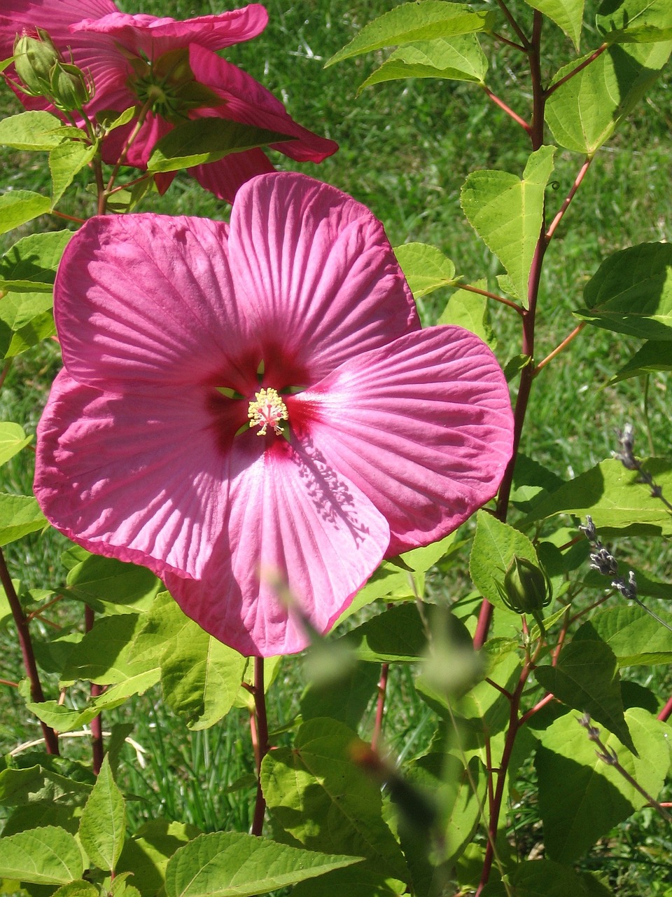 monster hibiscus flower nature free photo