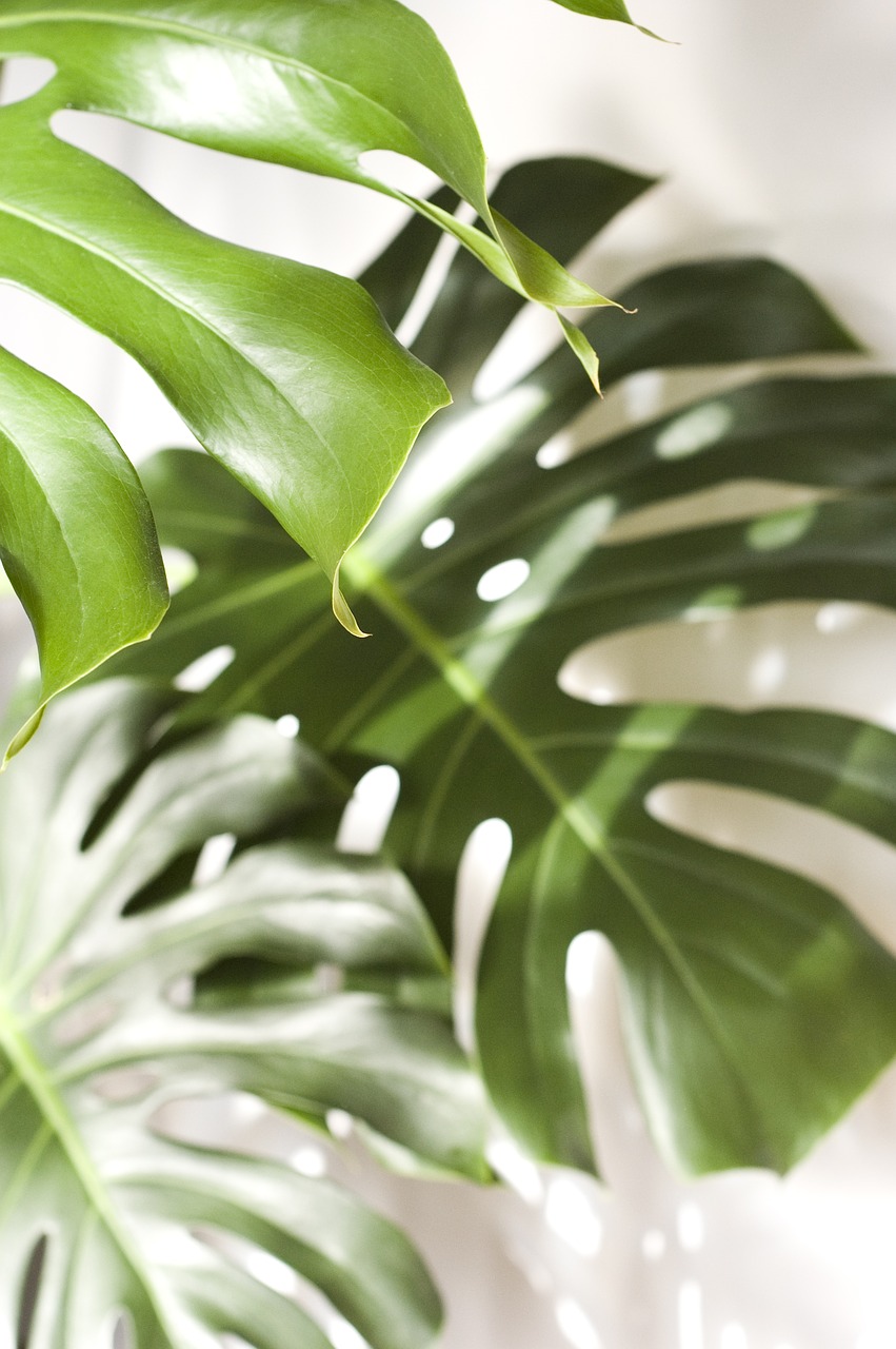 monstera  plant  foliage free photo