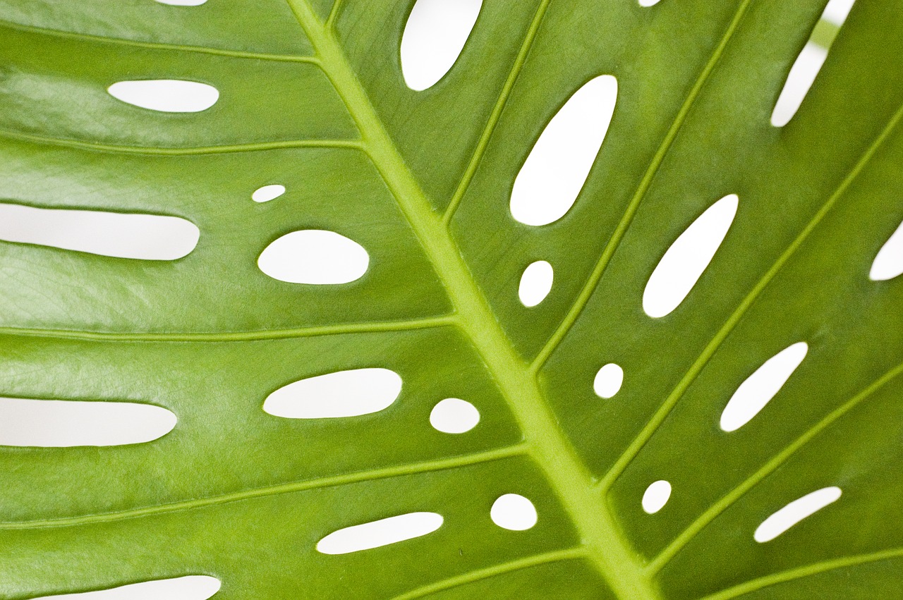 monstera  plant  leaf free photo