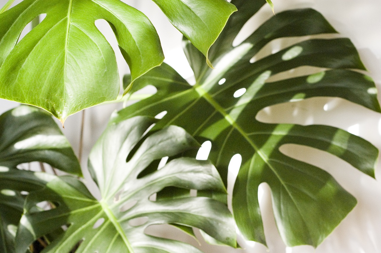 monstera  plant  foliage free photo