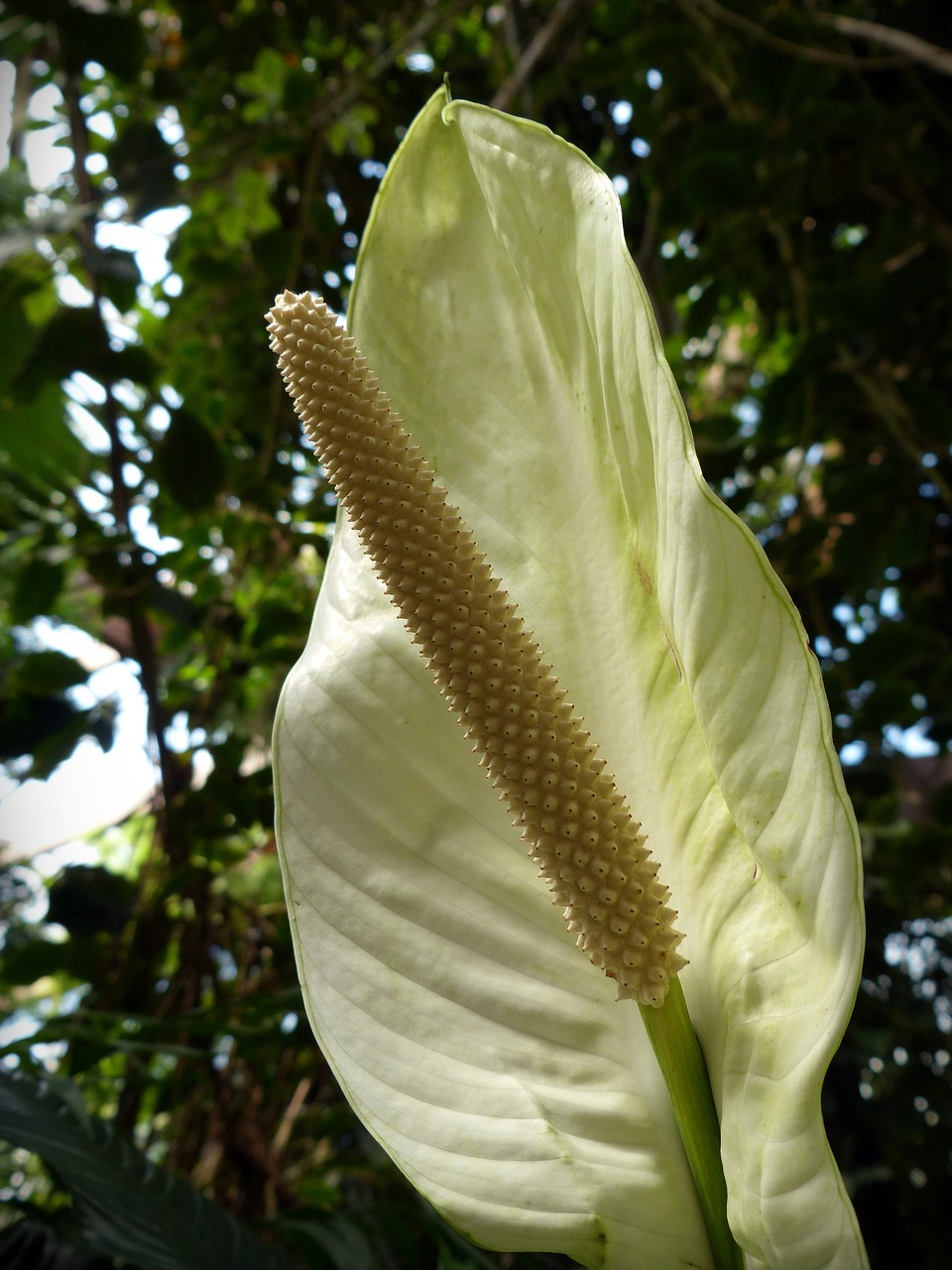 monstera deliciosa plant blossom free photo