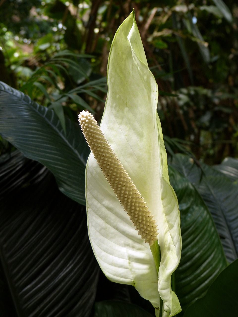 monstera deliciosa plant blossom free photo