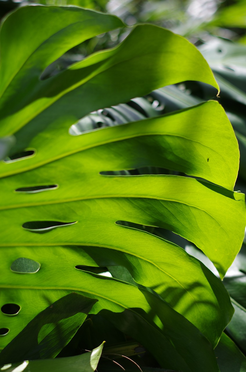 monstera deliciosa leaf nature free photo