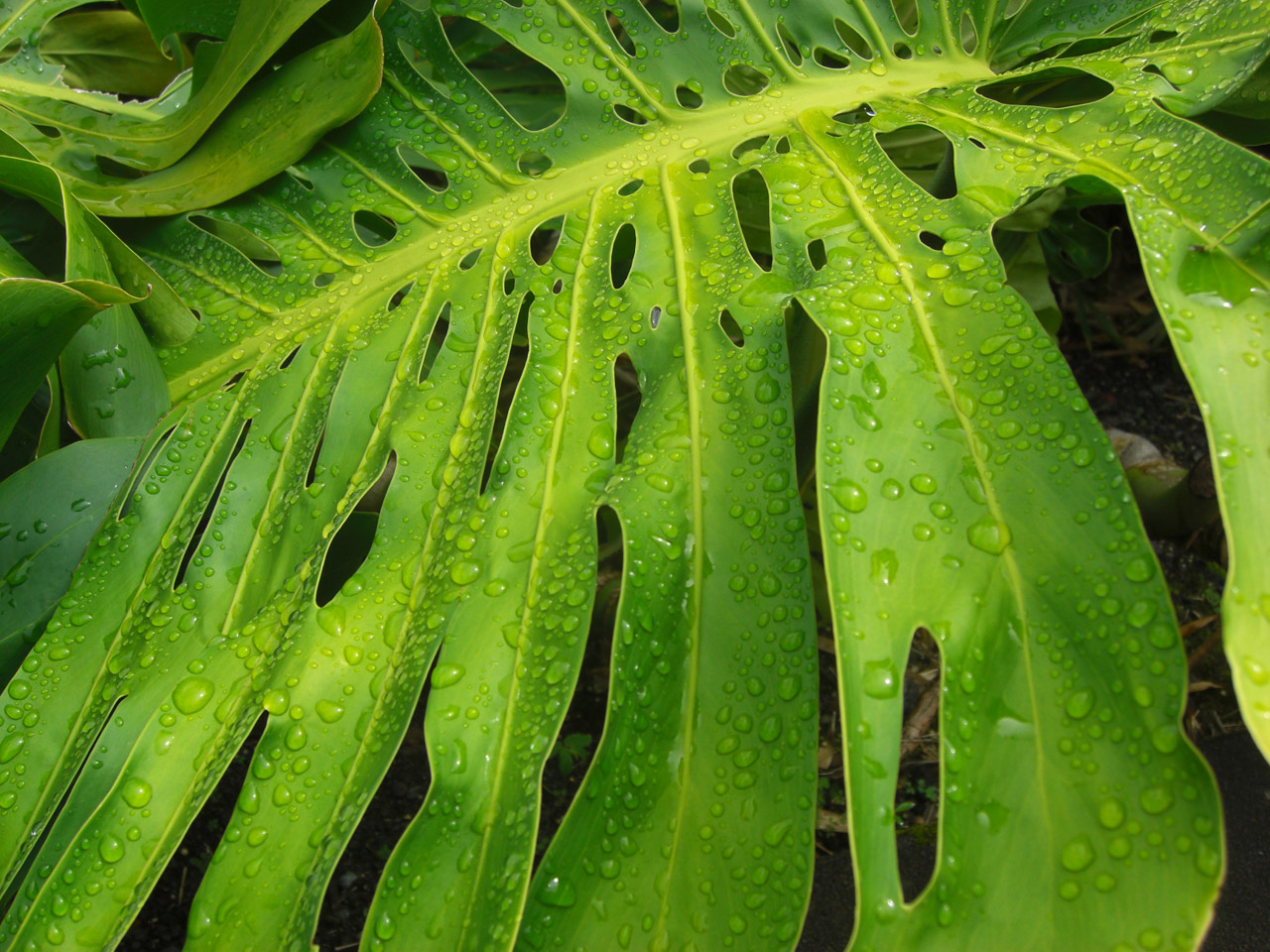 monstera tropical leaf free photo