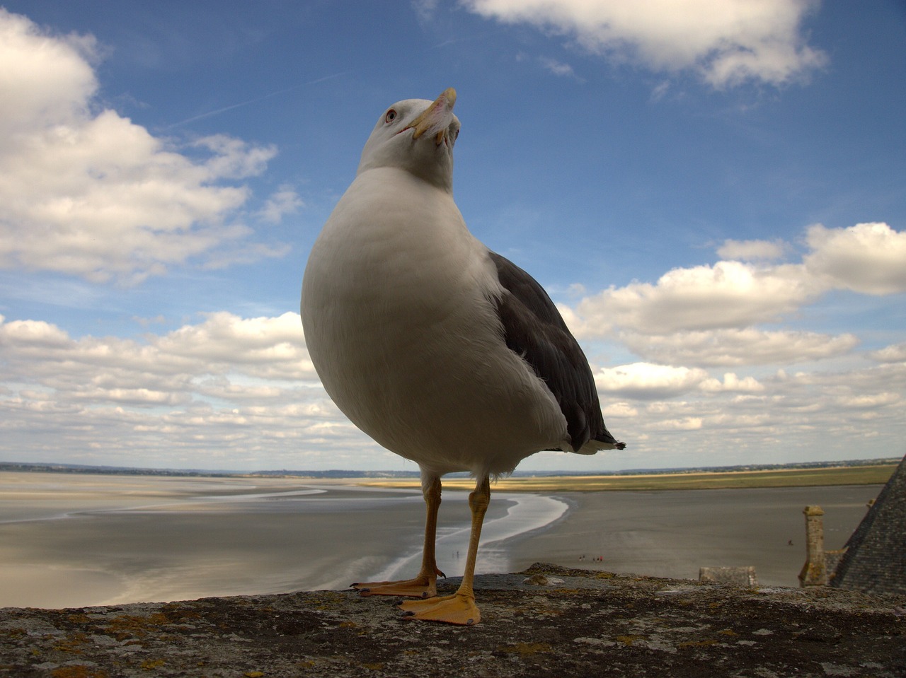 mont sant michelle  seagull  sky free photo