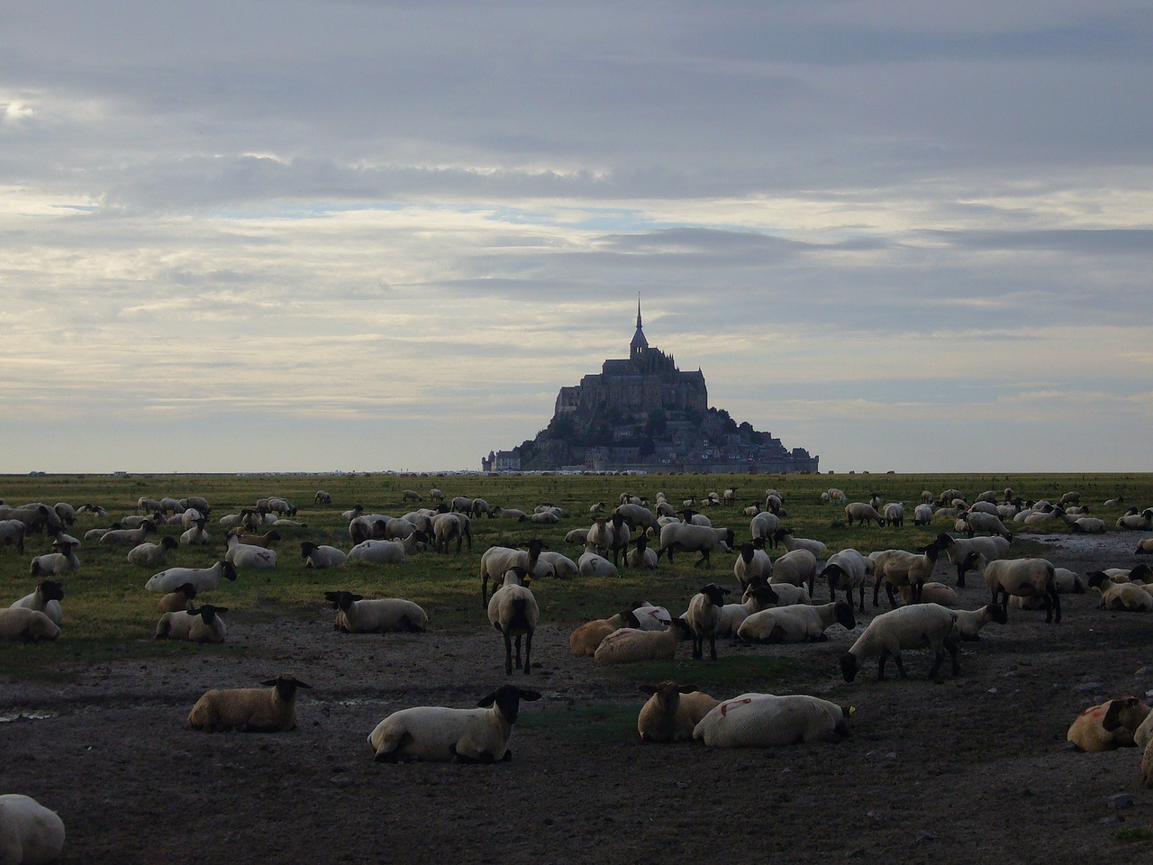 mont st michel sheep flock of sheep free photo