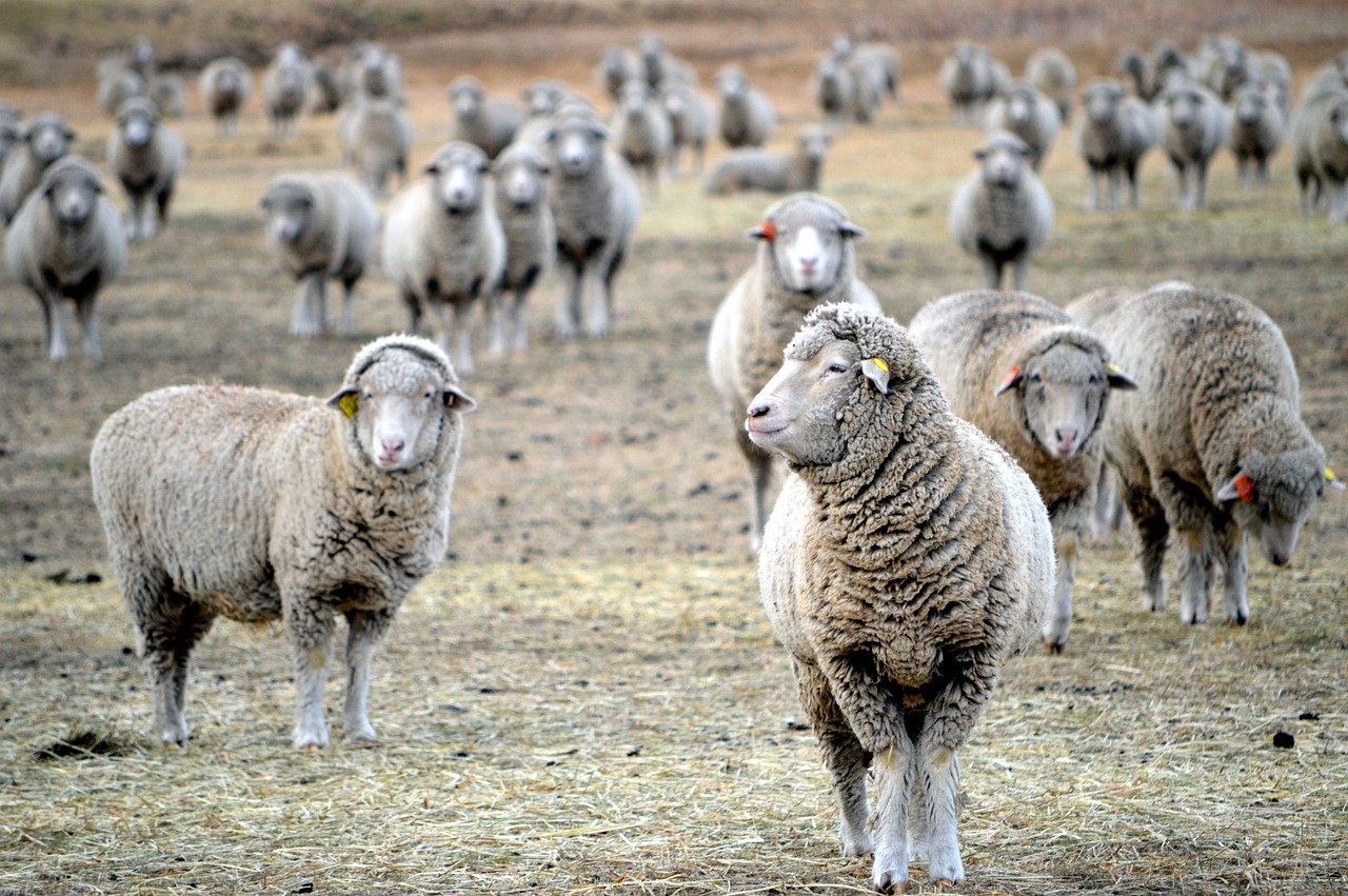 montana sheep grazing free photo
