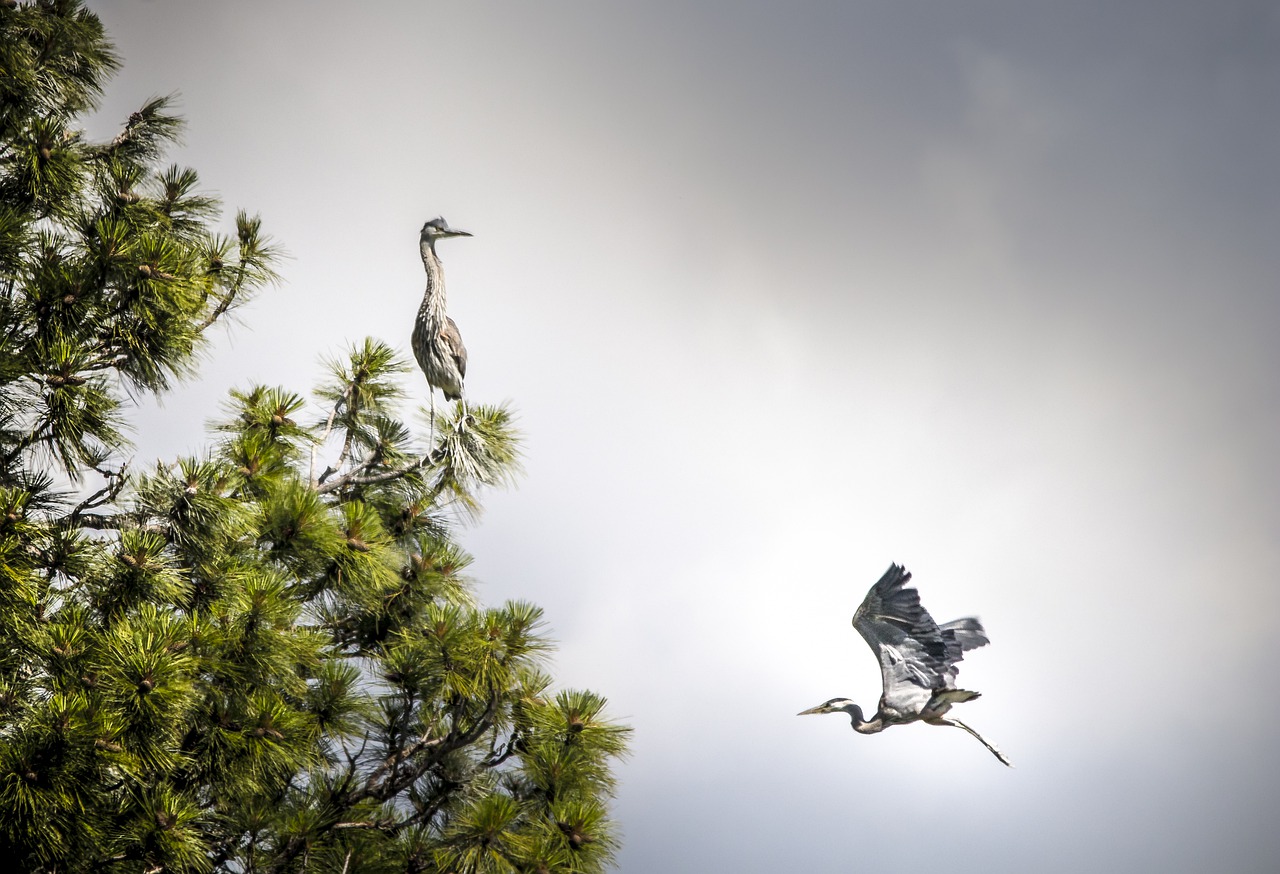montana  heron  bird flying free photo