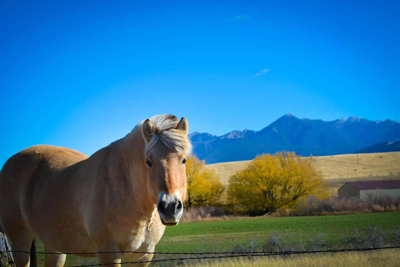 montana horse mountain range free photo