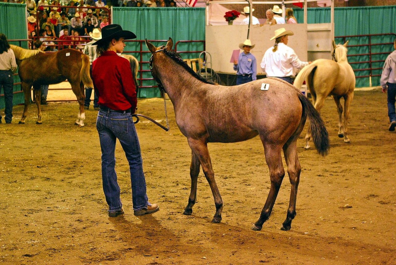 montana horse auction  horse  filly free photo