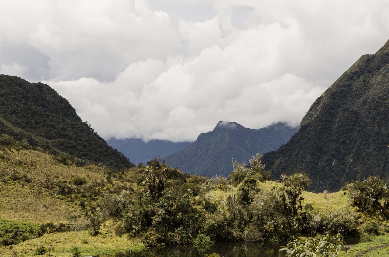 montane forest peruvian biodiversity peruvian amazon biodiversity free photo