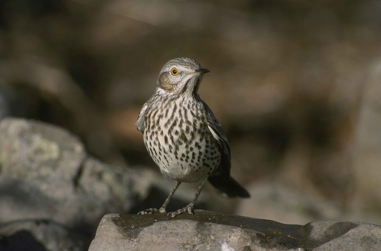 montanus oreoscoptes bird free photo