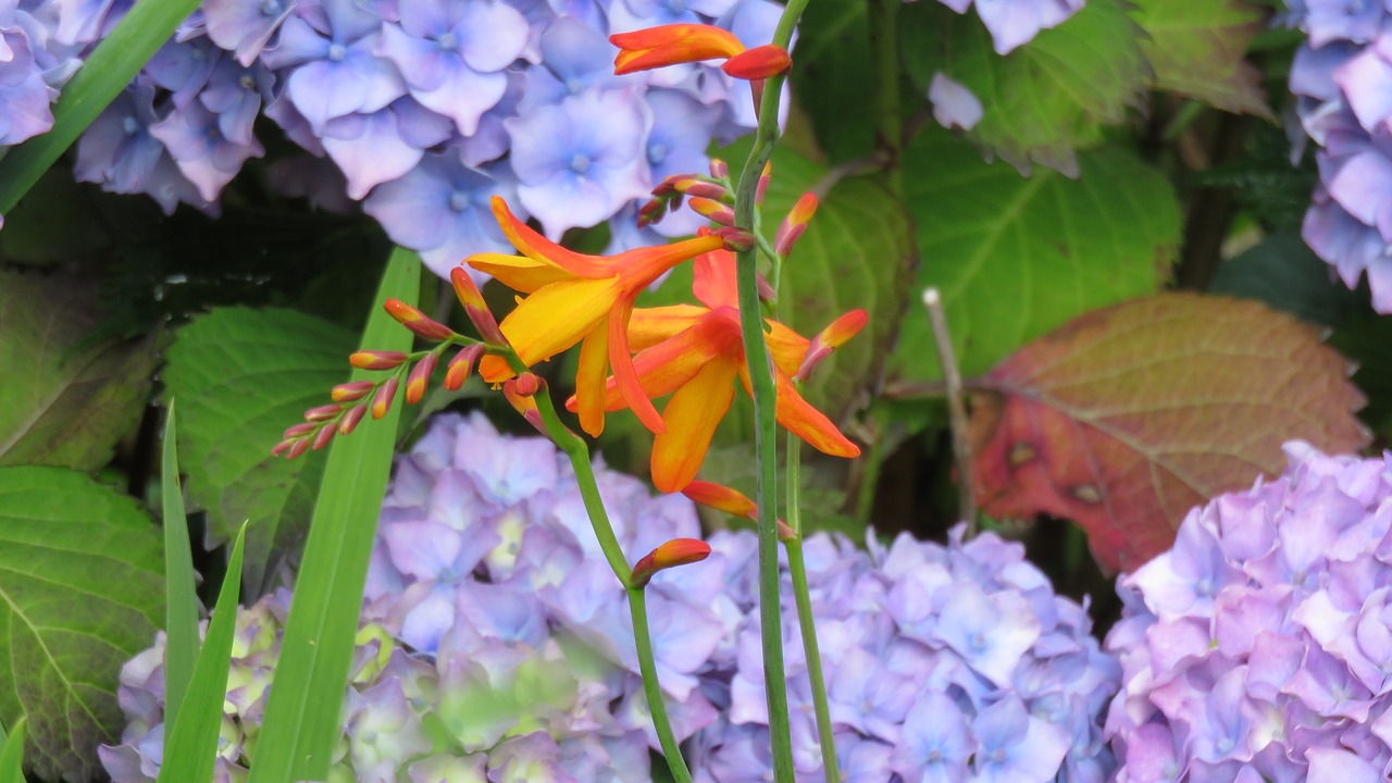 montbretia flower hydrangea free photo