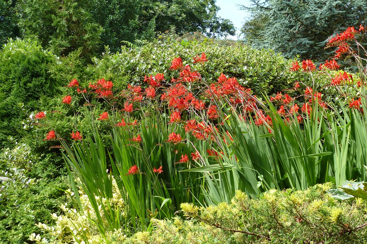 montbretia flower free pictures free photo