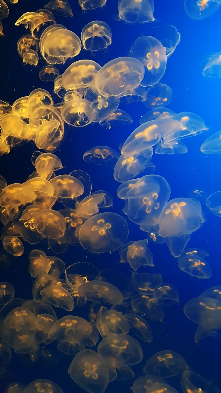 monterey underwater jellyfish free photo