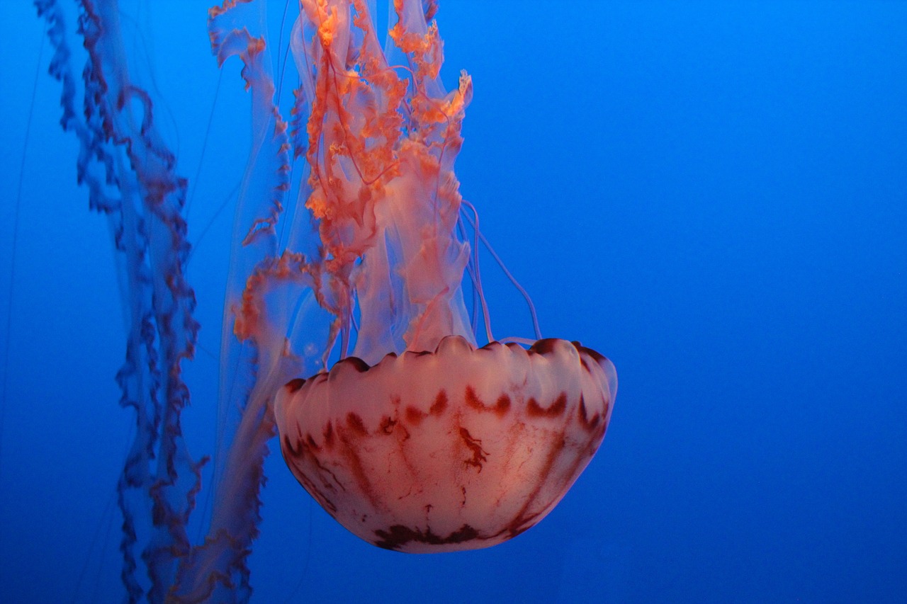 monterey aquarium  monterey  california free photo